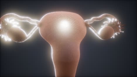 Anatomia-Del-Aparato-Reproductor-Femenino